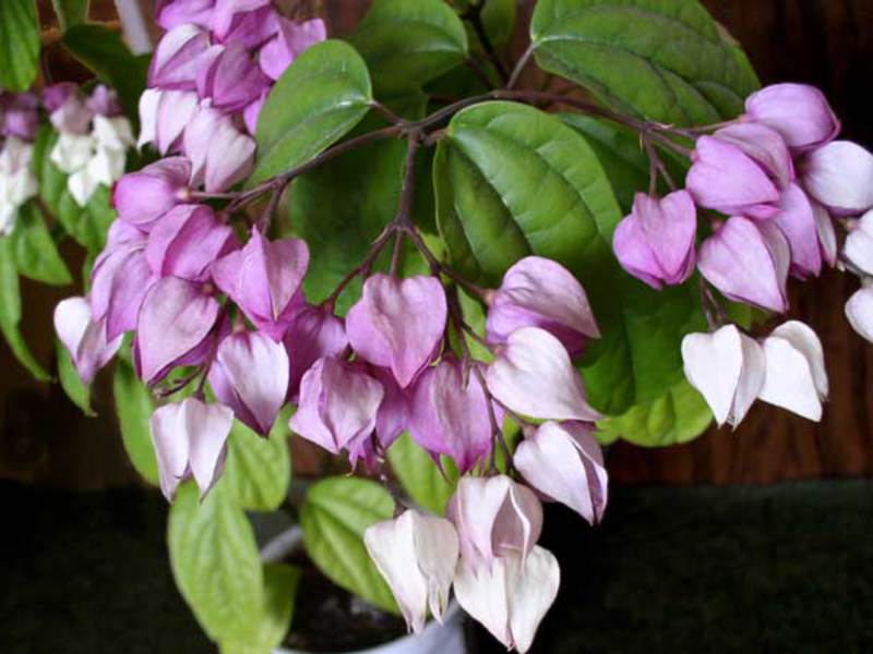 Clerodendrum buatan sendiri