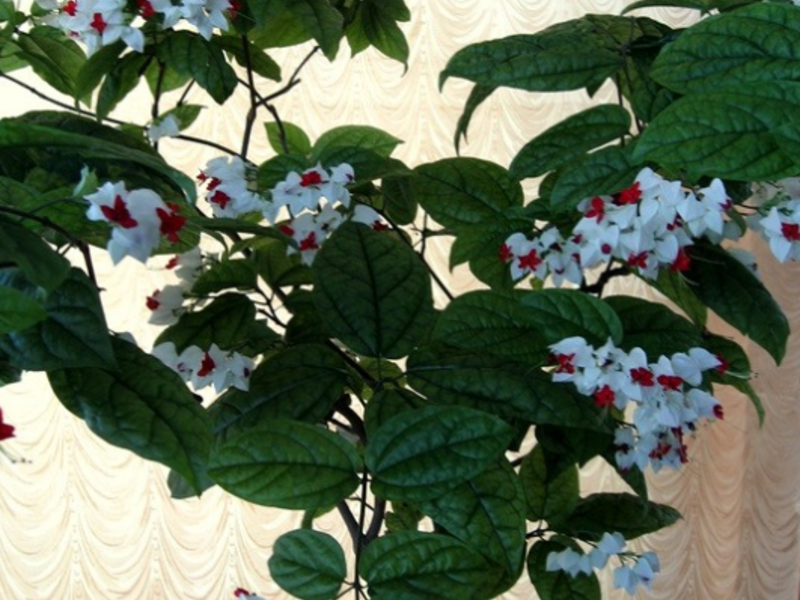 Menanam bunga clerodendrum di rumah