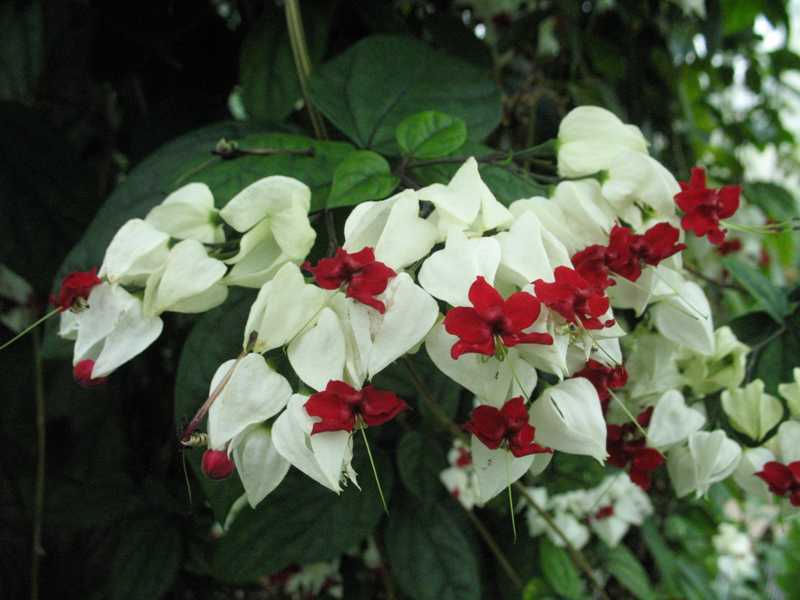 Clerodendrum bunga rumah