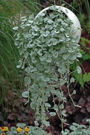 Spesies Dichondra