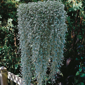 Tumbuh dichondra dari biji dan lapisan.