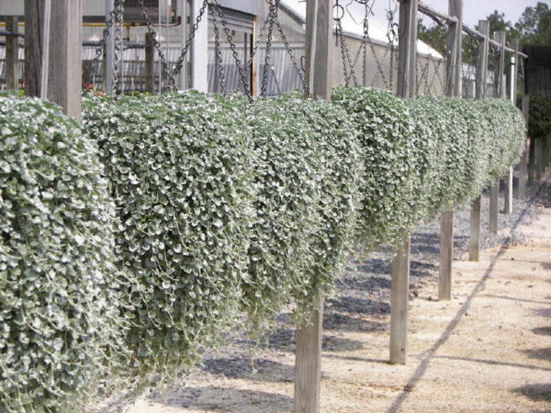 Tumbuh dichondra dengan meletakkan