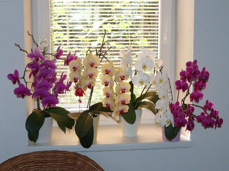 Sifat orkid Phalaenopsis termofilik