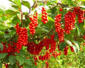 Schisandra - penjagaan tanaman di kebun