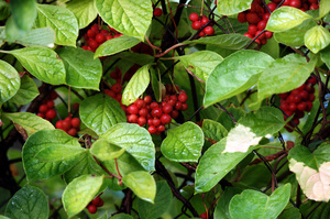 Schisandra chinensis tumbuh dengan indah di kebun kami.