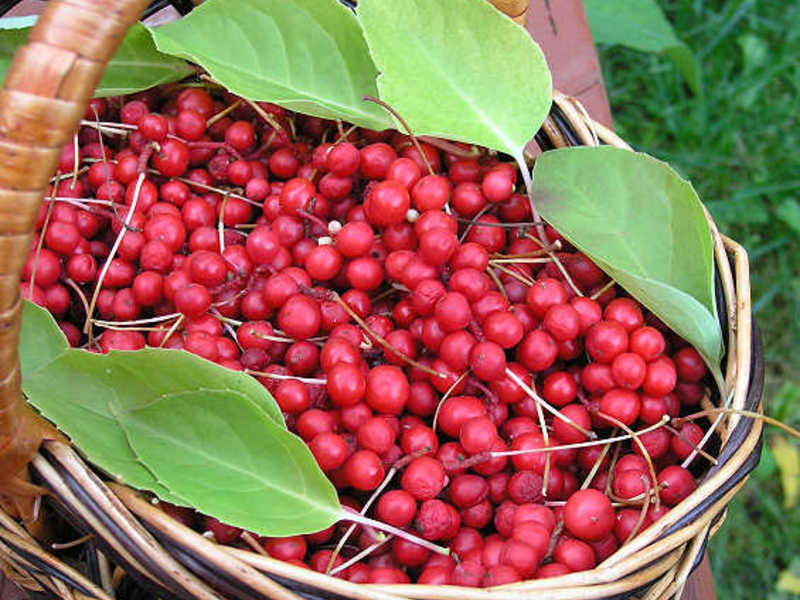 Buah serai, seperti daun, diseduh untuk minuman yang enak.