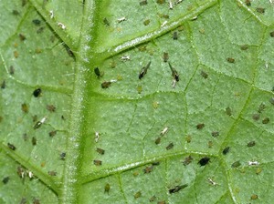 Cara menarik thrips