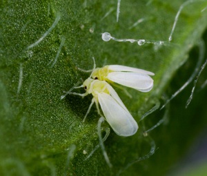 Varieti thrips