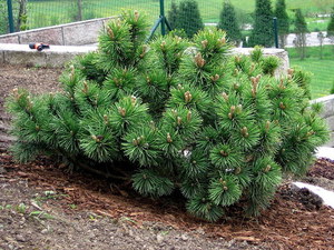 Cara menanam pinus gunung