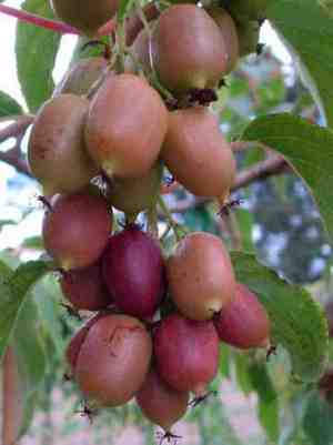 Actinidia arguta - hiasan dan faedah taman yang tidak biasa