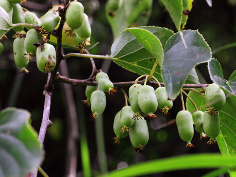 Actinidia arguta sangat popular di pondok musim panas.