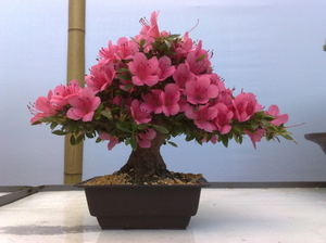 Azalea di kawasan taman