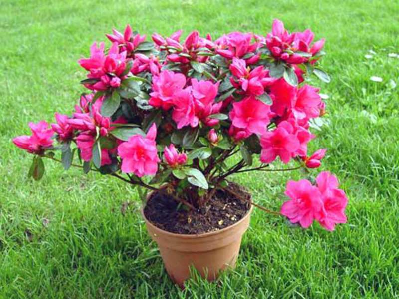 Pelbagai kebun azalea