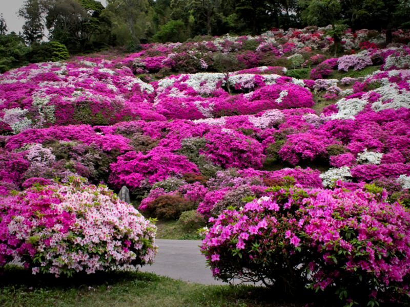 Menanam dan merawat azalea