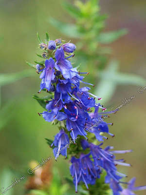 Hyssop officinalis tidak bersahaja dan tumbuh dengan baik walaupun di iklim yang sejuk