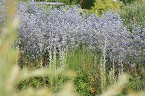 Hyssop mekar - jangka masa pendek