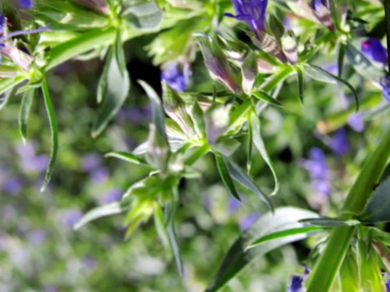 Hyssop biru di negara ini boleh menjadi hiasan