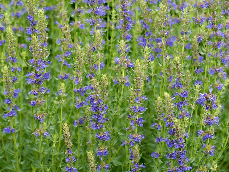 Aroma pedas daun dan bunga menunjukkan hyssop telah tumbuh.