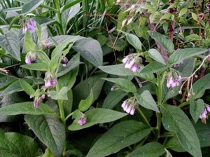 Comfrey digunakan sebagai rawatan