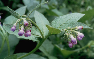 Bilakah comfrey digunakan?