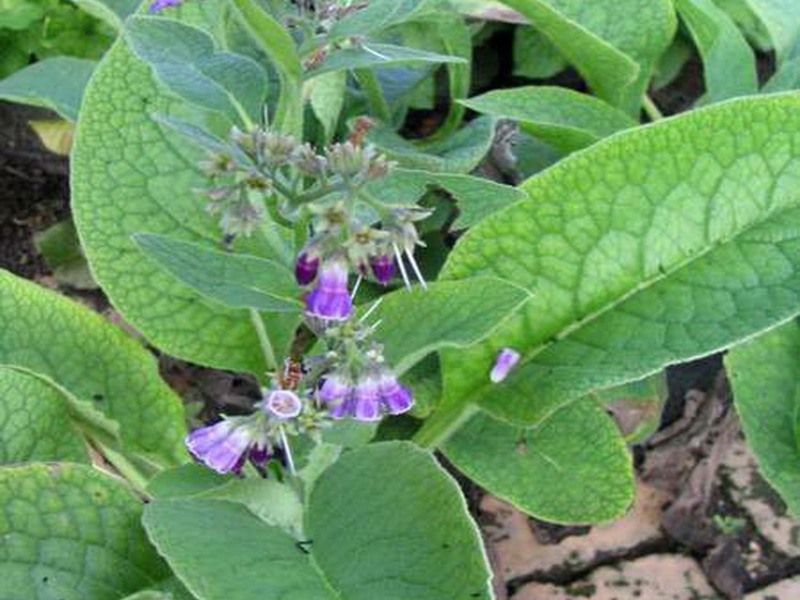 Sifat perubatan comfrey