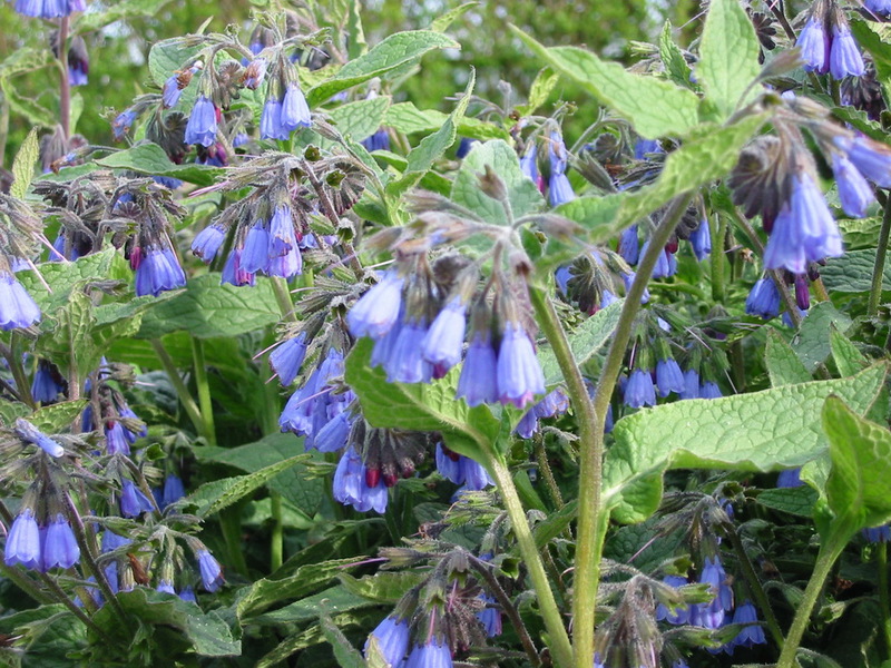 Comfrey digunakan sebagai rawatan