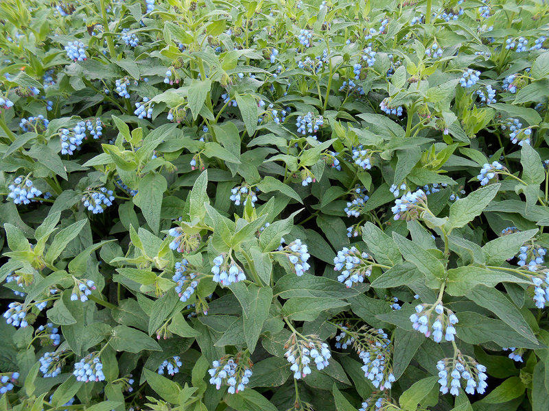 Varieti Comfrey