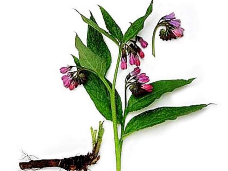 Tumbuhan perubatan comfrey