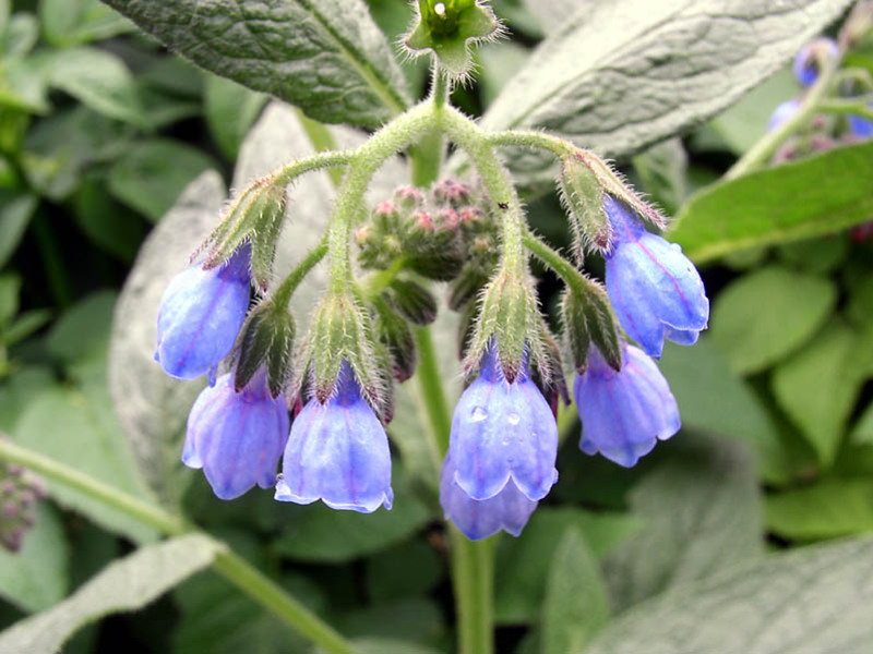 Cara membuat kaldu comfrey