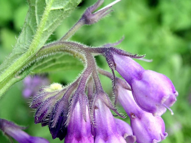 Bagaimana comfrey digunakan