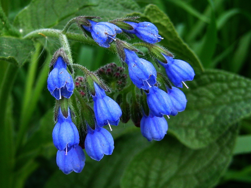 Bunga Comfrey