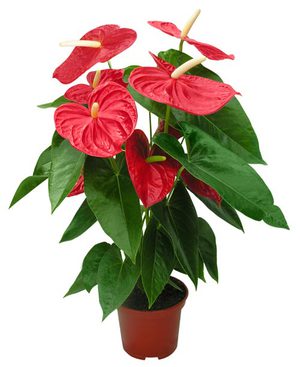 Pot anthurium - tanaman berbunga di rumah