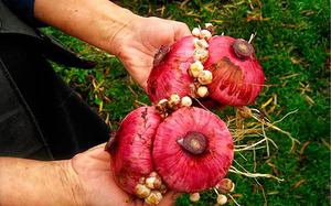 Nuansa gladioli yang tumbuh dari corm di ladang terbuka pada musim bunga