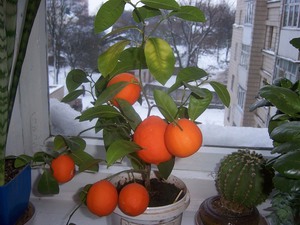 Menanam tangerine di rumah