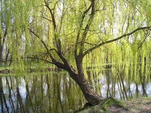 Penjagaan willow