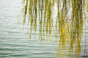 Pokok willow yang sedang mekar