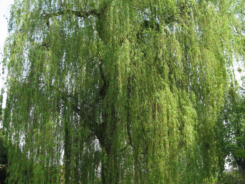 Di manakah pokok willow biasanya tumbuh