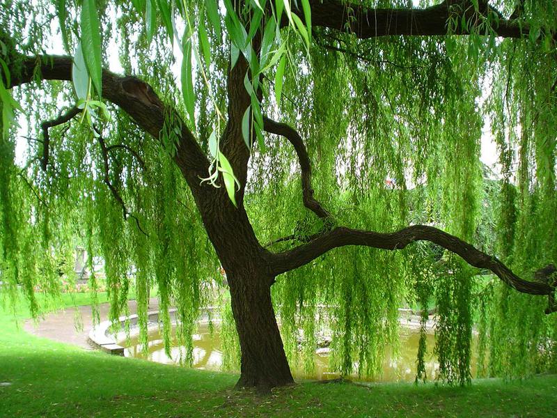 Pokok willow yang sedang mekar