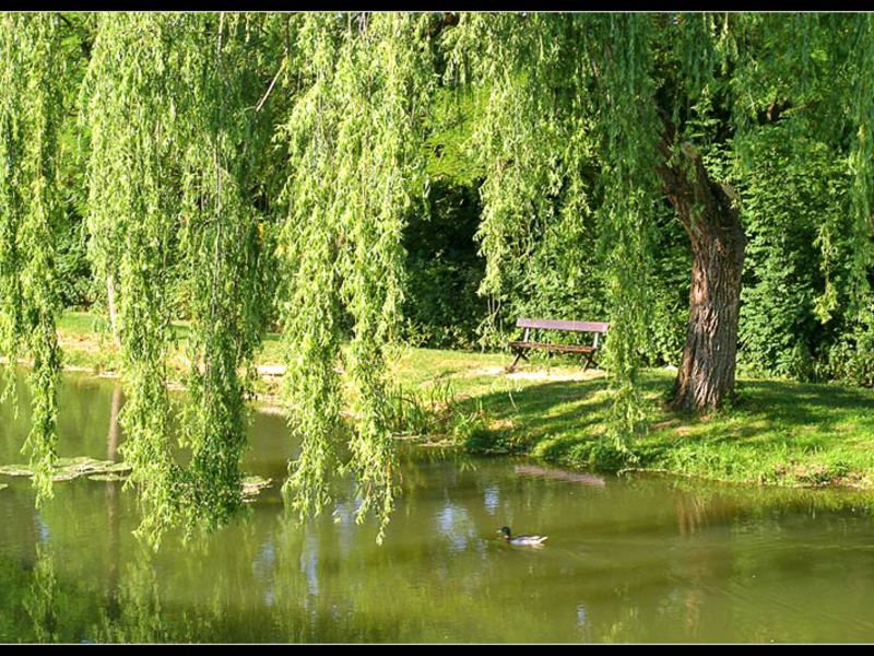 Pokok willow di tepi air