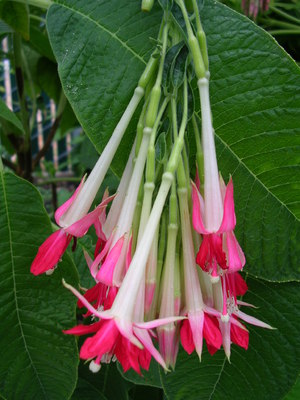 Hiasan balkoni Fuchsia