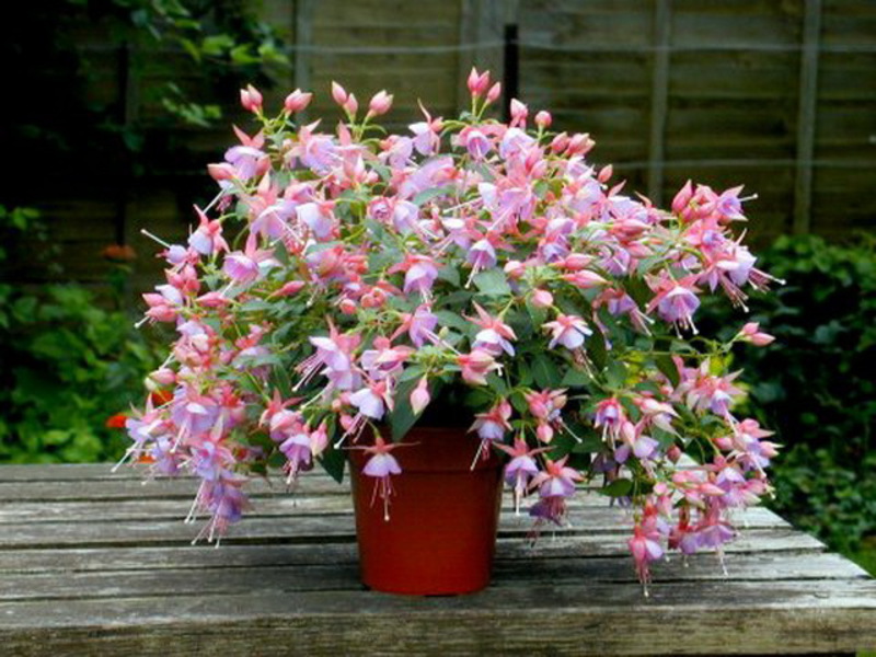 Hibrid Fuchsia