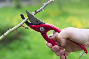 Penerangan mengenai cara memangkas pokok kebun