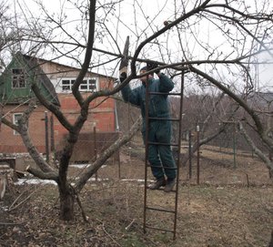 Ciri-ciri pemangkasan pokok kebun lama pada musim bunga