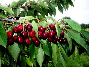 Pokok ceri di kebun