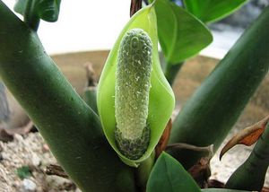 Bunga Zamioculcas