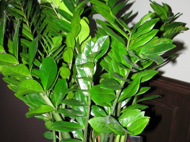 Tumbuhan Zamioculcas