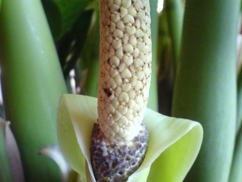 Kemunculan zamioculcas tumbuhan