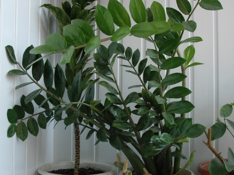 Cara pemindahan zamioculcas