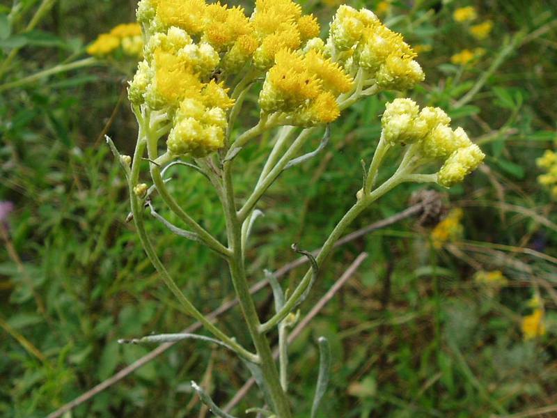 Immortelle dalam bidang perubatan