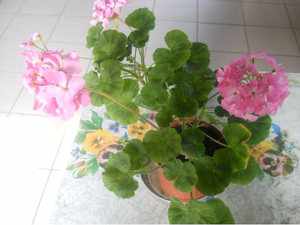 Apakah sifat yang ada pada geranium?